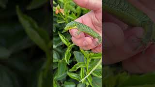 Mexican Alligator Lizard🦎 Abronia Graminea🦎 lizard lizards reptiles [upl. by Ulphiah]