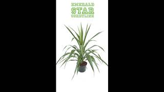 Cordyline Emerald Star by Plantipp [upl. by Rekoob707]