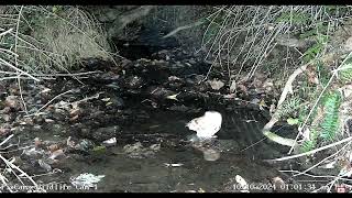 Screech Owl Hunting WL Cam 1 10 10 2014 [upl. by Charry]