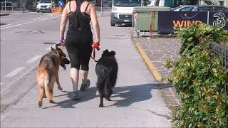 PASTORE TEDESCO VS MIX BORDER COLLIE  INGESTIBILI [upl. by Coulombe]