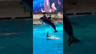 Lithuanian dolphinarium schorts DeVijaLifeStyle [upl. by Oiraved780]