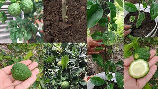 How to grow kaffir lime plant in pot काफीर लाइम प्लांट को कटिंग से पोटमे ग्रो कराए [upl. by Faun]