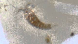 copepod pooping [upl. by Dorin]