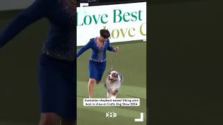 Australian shepherd named Viking wins best in show at Crufts Dog Show 2024 [upl. by Urion39]