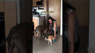 Como deben convivir dos o más perros en casa perros paramascotas mascotas pets convivencia [upl. by Devinne]