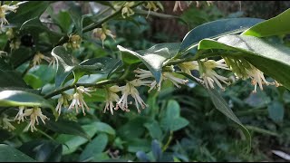 Sarcococca the Sweet Box the most fragrant flowers of the winter blooming plants of my UK garden [upl. by Frye115]