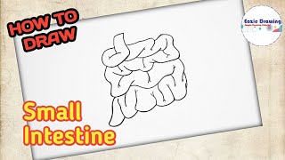 How to Draw Small Intestine [upl. by Dorcia935]