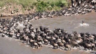 The Great Wildebeest Migration  River Crossings October 2020 [upl. by Dhar]