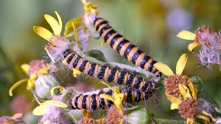 Cinnabar Moth caterpillars feeding on Ragwort UHD 4K [upl. by Keever]