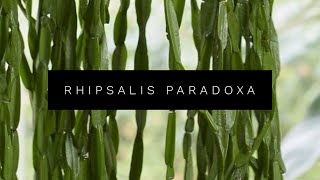 RHIPSALIS PARADOXA [upl. by Rebel]