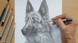 Drawing a german shepherd dog with loomis method in graphite pencil [upl. by Anir224]