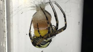 Amazing Yellow Argiope Garden Spider Making Egg Sac amp Laying Her Eggs [upl. by Cristen]