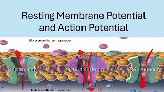 BRS Physiology  Resting membrane potential and Action potential  FCPS Part1 [upl. by Eadrahc364]