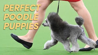 How to Clip amp Trim Your Poodle Puppy  Poodle Grooming [upl. by Aneras]