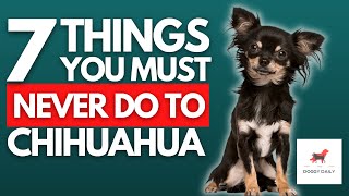 7 Things You Must NEVER Do To Your Chihuahua [upl. by Mokas]