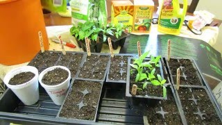 1 of 9 Growing Tomatoes amp Peppers When to Seed Start Starting Mix Light Watering amp Feeding [upl. by Abana]