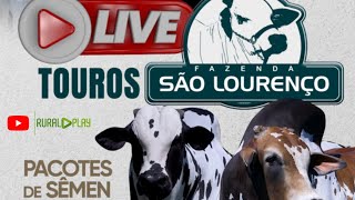 LIVE  Leilão Nelore Pintado Brasil CAMPO GRANDEMS  RURAL PLAY [upl. by Elwood]