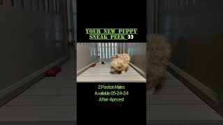 Sneak Peek at the pooton puppies coming this Friday cutepuppies onlinepuppystore puppyvideos [upl. by Merriott]