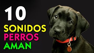 10 Sonidos Perros Aman [upl. by Aihsal]