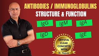 Antibodies  Immunoglobulins  IgG IgM  IgA  IgD  IgE  Immunology [upl. by Nalo]