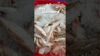 Processing Red Gurnard🐡 foryou neerlandia urk gurnard redgurnard filleting [upl. by Brout756]