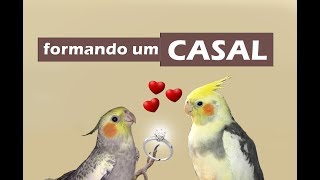 Como formar um casal de calopstias [upl. by Esilec655]