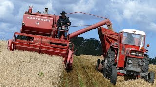 Massey Ferguson 87 Combine  Harvesting Barley  Old Timer  MF 135  Harvesting Event  Aars 2017 [upl. by Htrap]