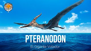 El Pteranodon quotEl Gigante Volador del Cretácicoquot [upl. by Liryc]