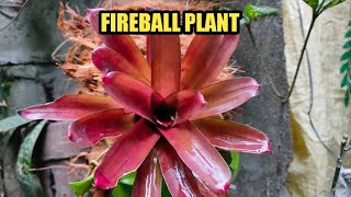 NEOREGELIA FIREBALL BROMELIAD REPOTTING [upl. by Lacee680]