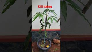 R2e2 mango plant training process grafting mangoplant australia r2e2 gardeningaustralia plants [upl. by Carlota]