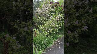 Saucer magnolia  shrub  April 2024 [upl. by Banerjee]