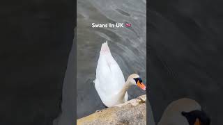 A day In Roundhay park UK 🇬🇧  kannadigainuk  kannadavlogs ukstudentlife [upl. by Afatsum]