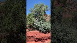 Mauihowey’s VideosPalatki Heritage site at Sedona AZ🇺🇸shortstravel subscribe recommended [upl. by Nylrad]