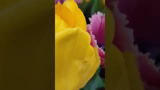 Tulipa gesneriana plant plants shorts short shortvideo gardening [upl. by Anyl]