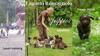 Training Lagotto puppies [upl. by Gnad591]