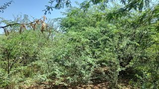 How prosopis julifora can invade your land and rendered it unusable [upl. by Fogarty839]