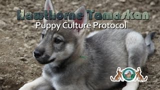 Hawthorne Tamaskan Puppy Culture Protocol [upl. by Petey673]