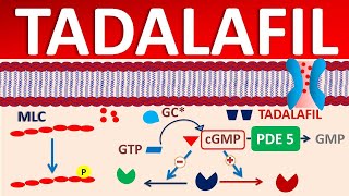 Tadalafil  Mechanism side effects precautions amp uses [upl. by Leonanie]