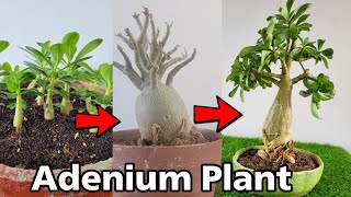 How to grow Adenium plant  Adenium caudex bigger Full Update [upl. by Jule963]