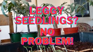 Leggy tomato seedlings No problem tomato seedling hack [upl. by Geithner]