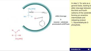 Aldolase mechanism [upl. by Seve]