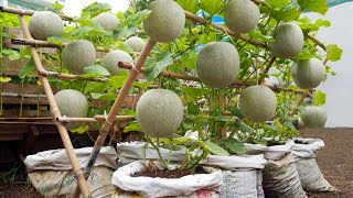 Do you like to eat cantaloupe Grow this way you wont have to buy melons at the market anymore [upl. by Adnilab]