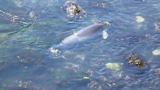 Elephant Seals Swimming [upl. by Nettirb393]