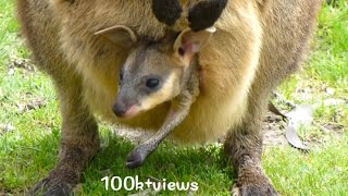 Baby Kangaroo Inside pouch  kangaroo baby inside pouch [upl. by Zetes]