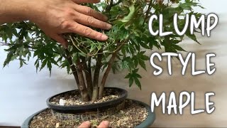 Clump Style Japanese Maple Bonsai [upl. by Pinsky561]