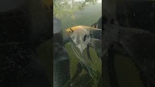 Angelfish breeding தோல்வி 👎🏻 angelfish fishbreeding shorts youtubeshorts ytshorts trending [upl. by Lunt]