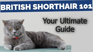 British Shorthair Cat 101  Your Ultimate Guide [upl. by Afital589]