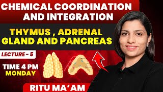 Thymus  Adrenal Gland and Lecture 5  Chemical Coordination and Integration Ritu Rattewal [upl. by Kehr374]