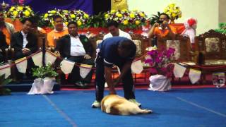 Thai bangkaew dog show [upl. by Hadwin743]