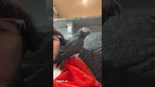 Merlin african grey timneh parrot up close and personal [upl. by Retep401]